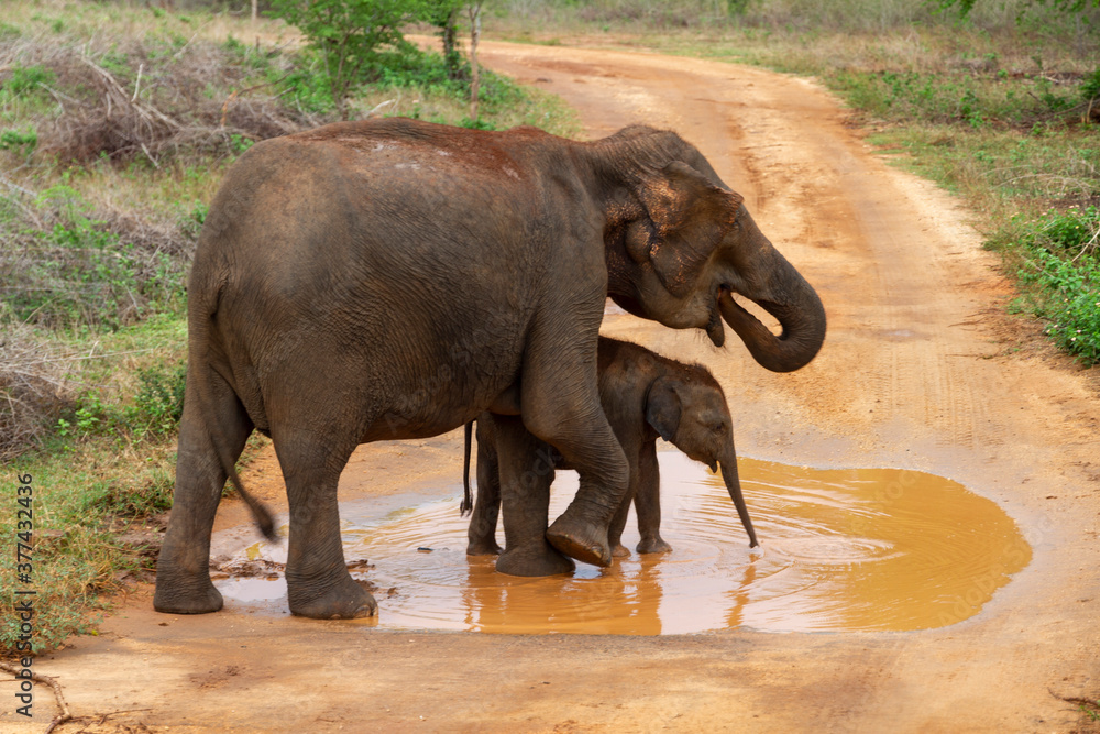 A mother and baby elephants drink from a puddle of water after a long period of drought, Udawalawe, Sri Lanka