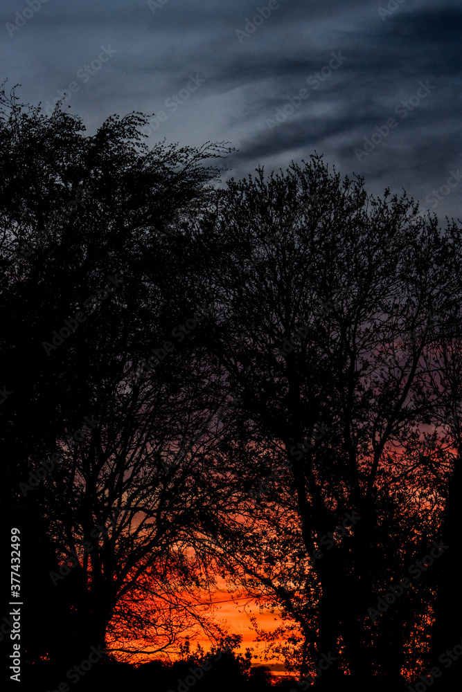 Vibrant Winter Sunset with Tree Silhouette