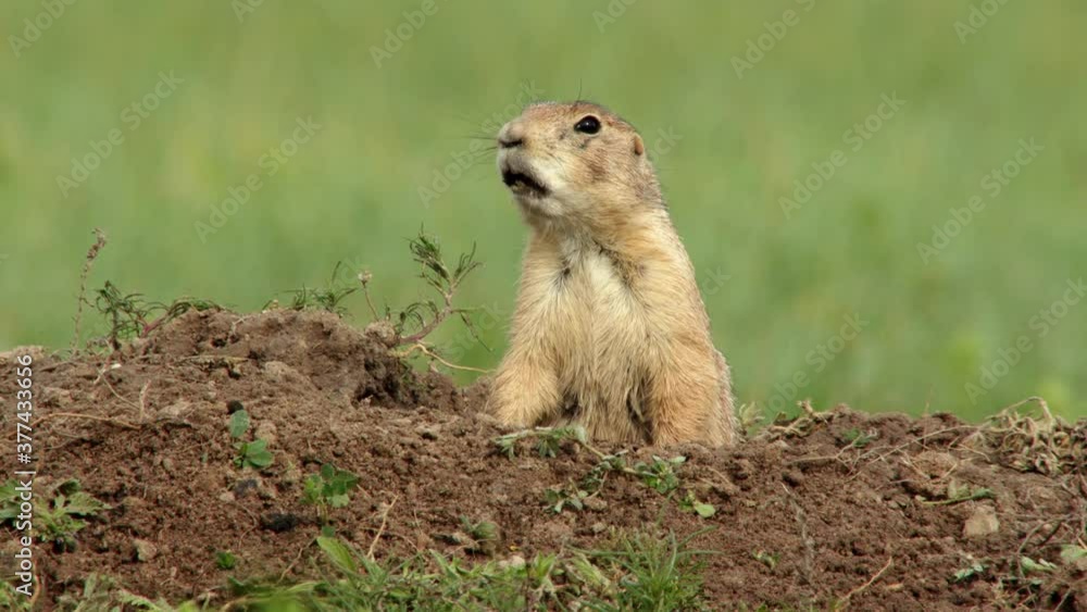 Black tailed prairie dog watching for danger from burrow in grassland Black tailed prairie dog watching for danger from burrow in grassland