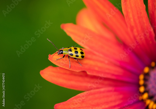 Western Spotted Cucumber Beetle (Diabrotica undecimpunctata), adult stage, in closeup on an African Daisy (Osteospermum bronze) photo