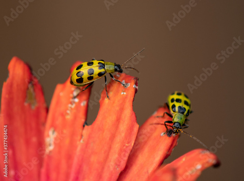 Two Western Spotted Cucumber Beetles (Diabrotica undecimpunctata), adult stage, in closeup on an African Daisy (Osteospermum bronze)