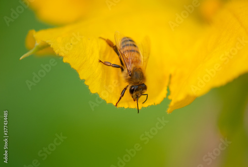 Honey bee on a squash blossom