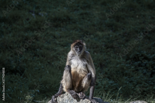Spider monkey sitting on a rock, staying still © Richie