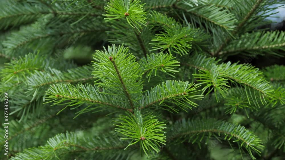 Green spruce branches as a textured background. Sways in the wind. Green spruce branches as a textured background. Sways in the wind.