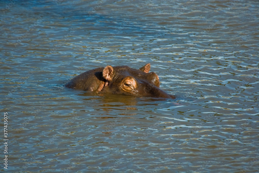 Hippopotamus swimming and looking just above the surface of the water, Maasai Mara, Kenya Hippopotamus swimming and looking just above the surface of the water, Maasai Mara, Kenya