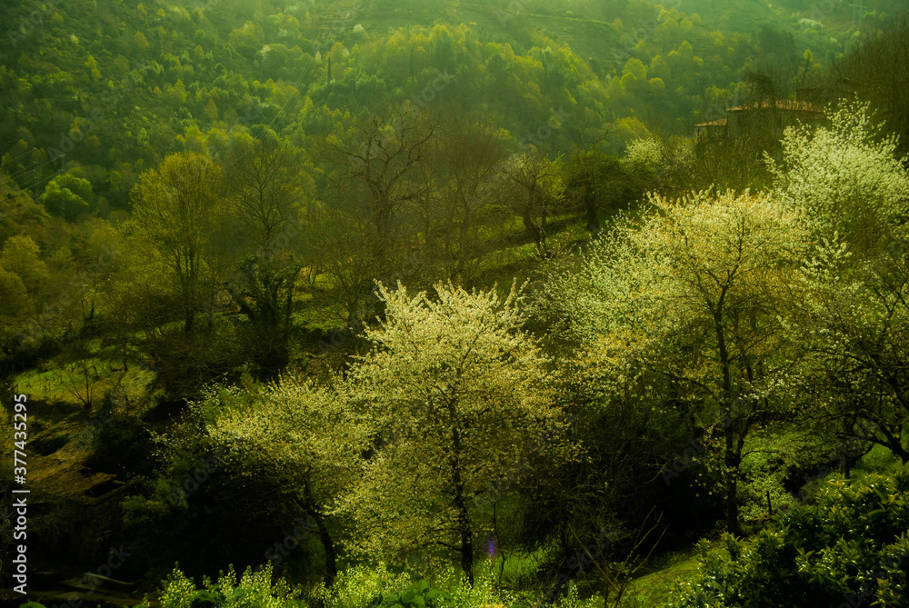 trees in the forest in spring