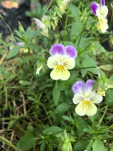 Johnny pop up yellow and purple flowers closeup 