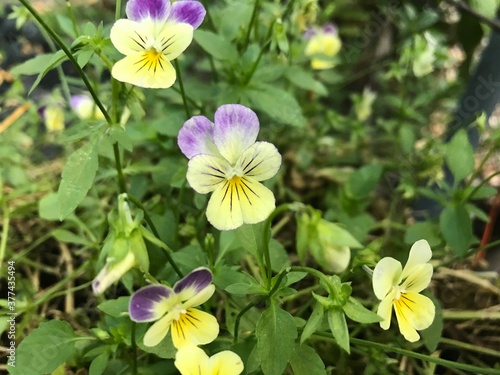 Johnny pop up yellow and purple flowers closeup 