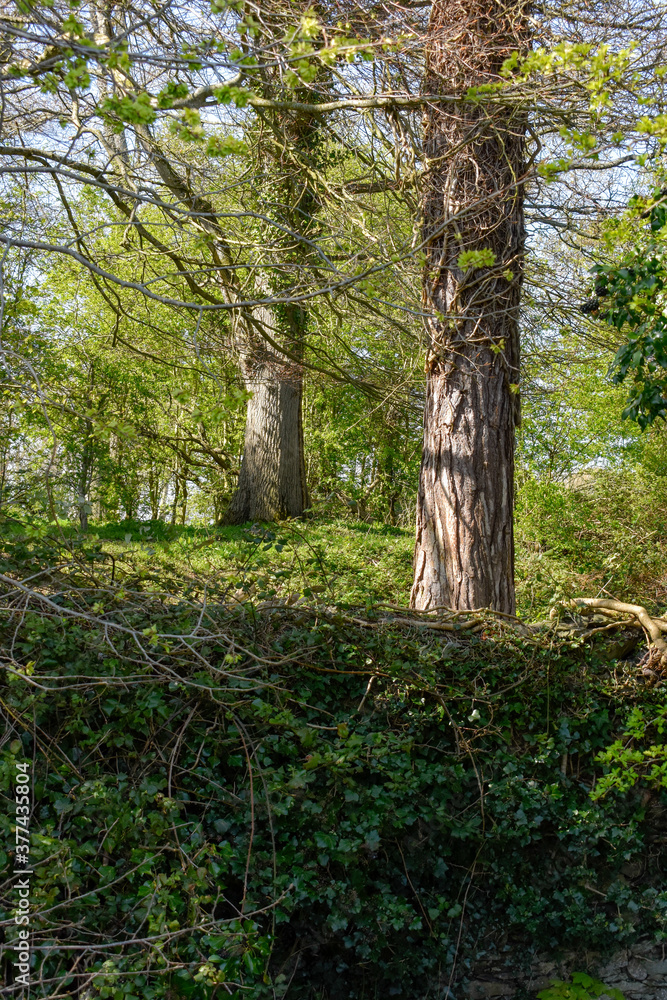 Beautiful Ancient Stream with Celtic Wall and Forest Beautiful Ancient Stream with Celtic Wall and Forest