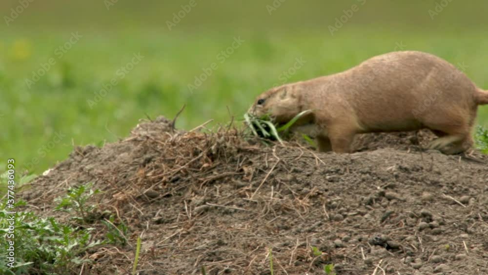Black tailed prairie dog with mouthful of grass hiding in burrow Black tailed prairie dog with mouthful of grass hiding in burrow