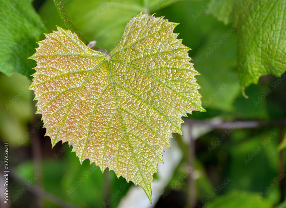 The texture, color and shape of a young grape vine leaf is captured in this defocused photograph and is a very eye appealing abstract. This plant grows in southwest Missouri. The texture, color and shape of a young grape vine leaf is captured in this defocused photograph and is a very eye appealing abstract. This plant grows in southwest Missouri.