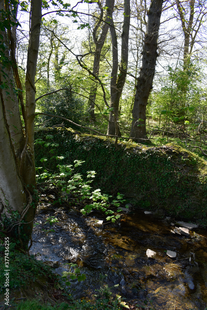 Obraz premium Beautiful Ancient Stream with Celtic Wall and Forest
