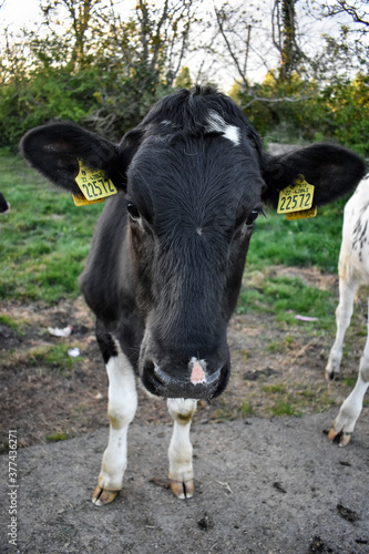 Irish Dairy Cow Close Up