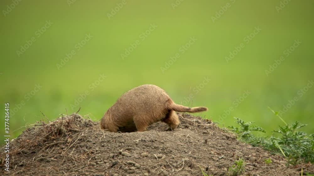 Black tailed prairie dog with mouthful of grass hiding in burrow Black tailed prairie dog with mouthful of grass hiding in burrow