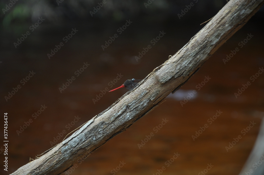 beautiful dragonfly perched on a tree branch beautiful dragonfly perched on a tree branch
