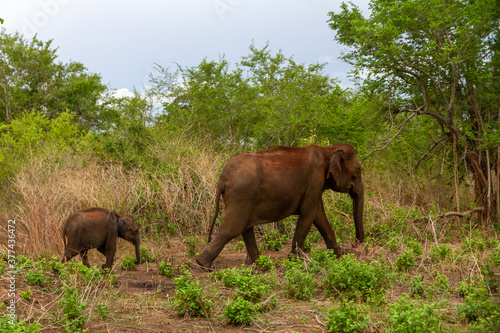 Elephants covered in mud to stop the suns rays  Sri Lanka