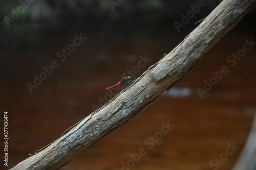 beautiful dragonfly perched on a tree branch