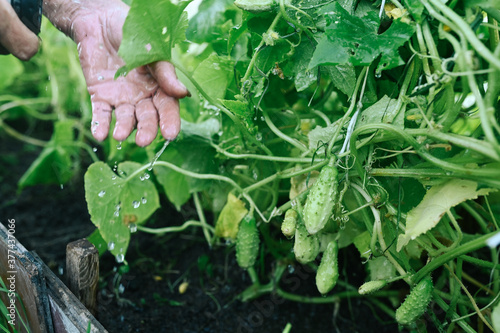 Elderly senior hands watering plants with hose in garden greenhouse. Drops of water on unripe cucumbers. Farming, gardening, agriculture, old age people. Farmer growing organic vegetables on farm