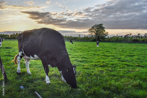 Irish Dairy Cows Grazing in Meadow