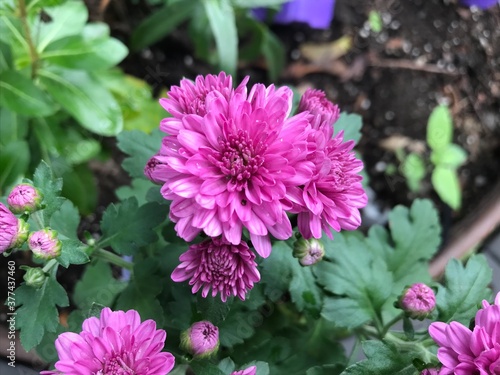 Medium pink flowers up close 