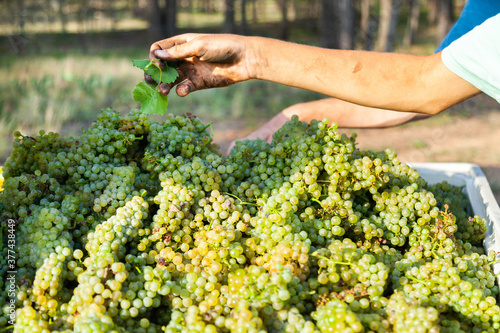 White chardonnay grapes in half ton grape bin