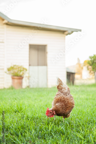 Isa brown hen free ranging in the backyard photo