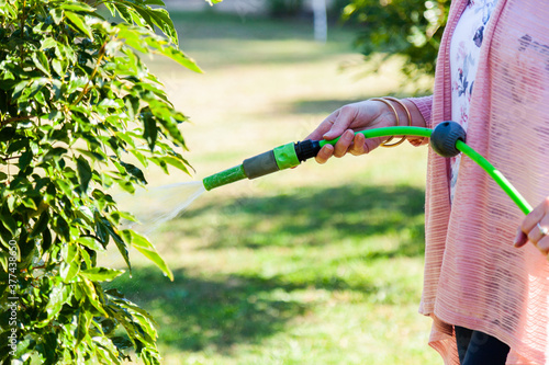 Senior woman watering plants in the garden with green hose photo