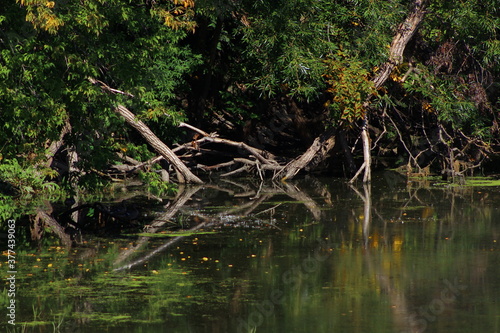 Reflection on the pond