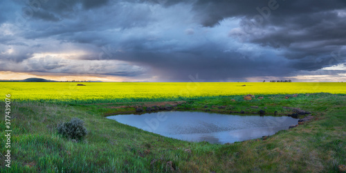 Rain falling from storm clouds over a crop of canola on farmland photo