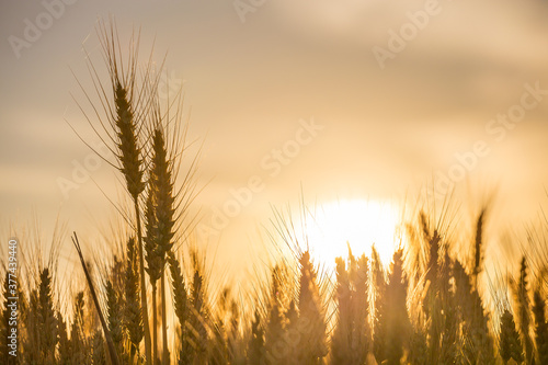 Close up of a bright Sun behind the heads of a grain crop photo