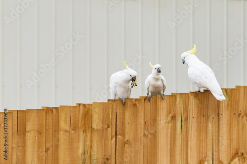 Three Sulphur Crested Cockatoos sitting in a close group on a wooden paling fence