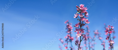Banner Spring border or background with pink blossom. Beautiful nature scene with blooming tree branch and blue sky. Spring flowers apple cherry sakura Springtime. Copy space, free space for text