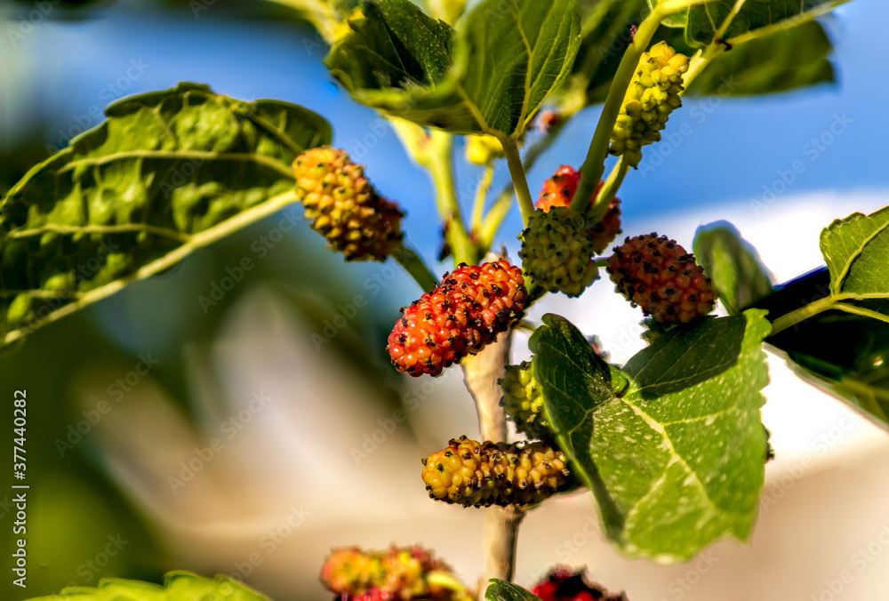 The red mulberry tree producing fruit The red mulberry tree producing fruit