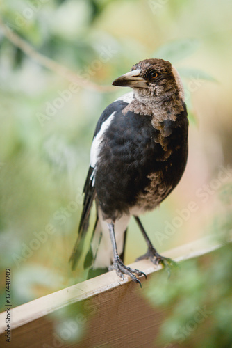 Magpie perched on a railing photo