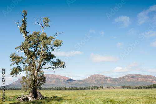 Landscape of the Cazneaux Tree in the Flinders Ranges photo