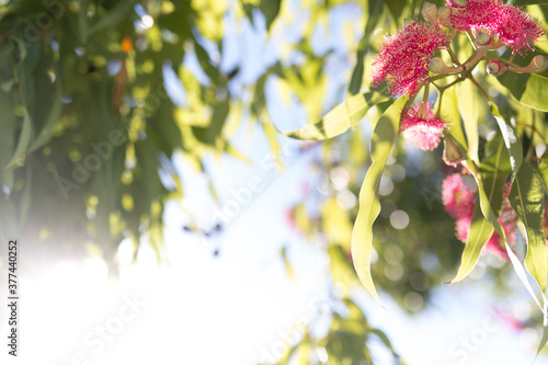 Pink flowering corymbia gum tree with sun flare photo