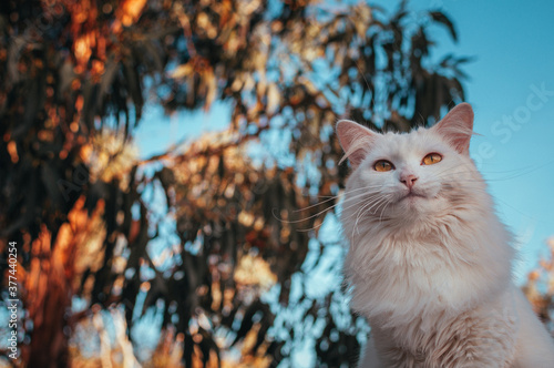 Low angle view of cat sitting outdoors photo