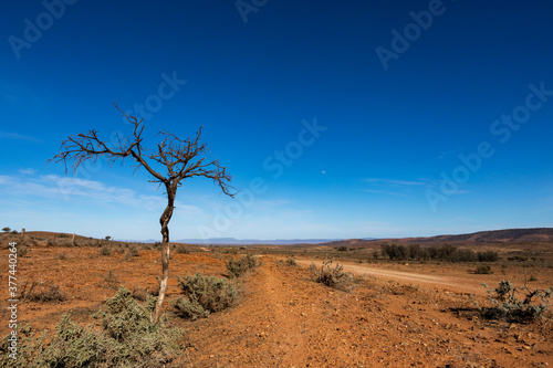 dead tree by dirt road photo