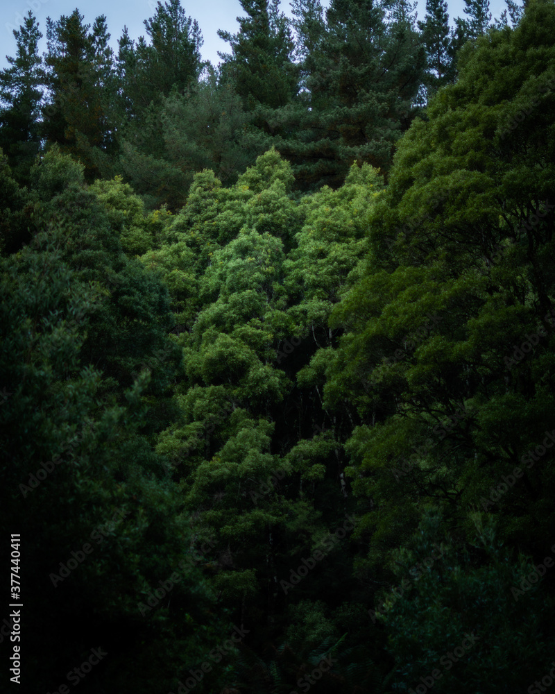 Tall Green Pine Trees filling the frame Tall Green Pine Trees filling the frame