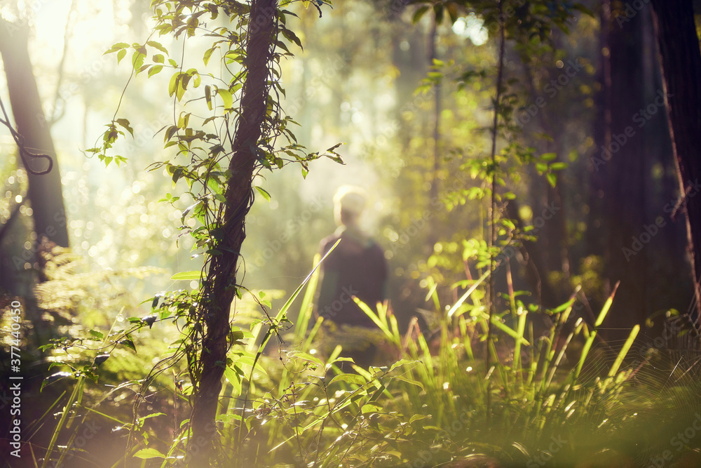 Morning light in the bush Morning light in the bush