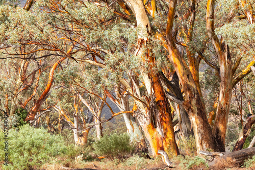 gum trees after rain photo