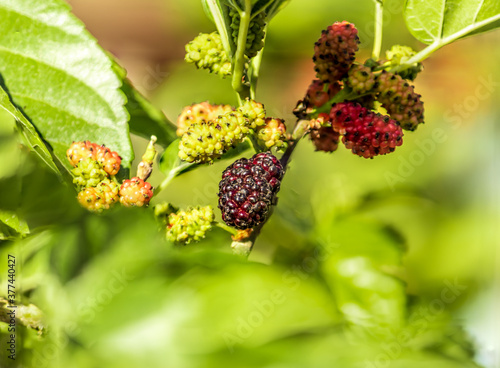 The red mulberry tree producing fruit 