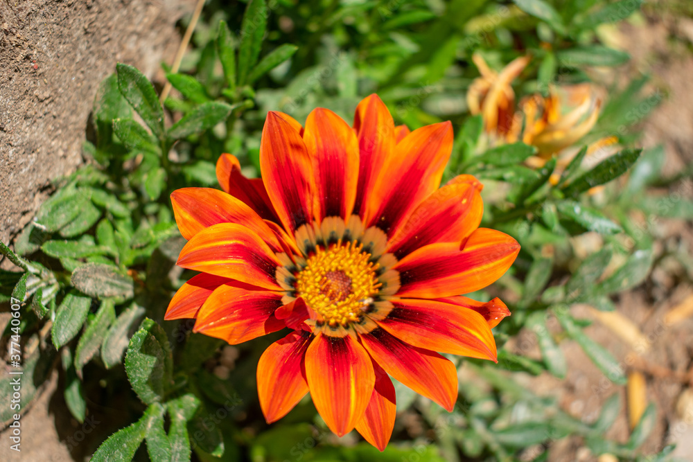 orange flower orange flower