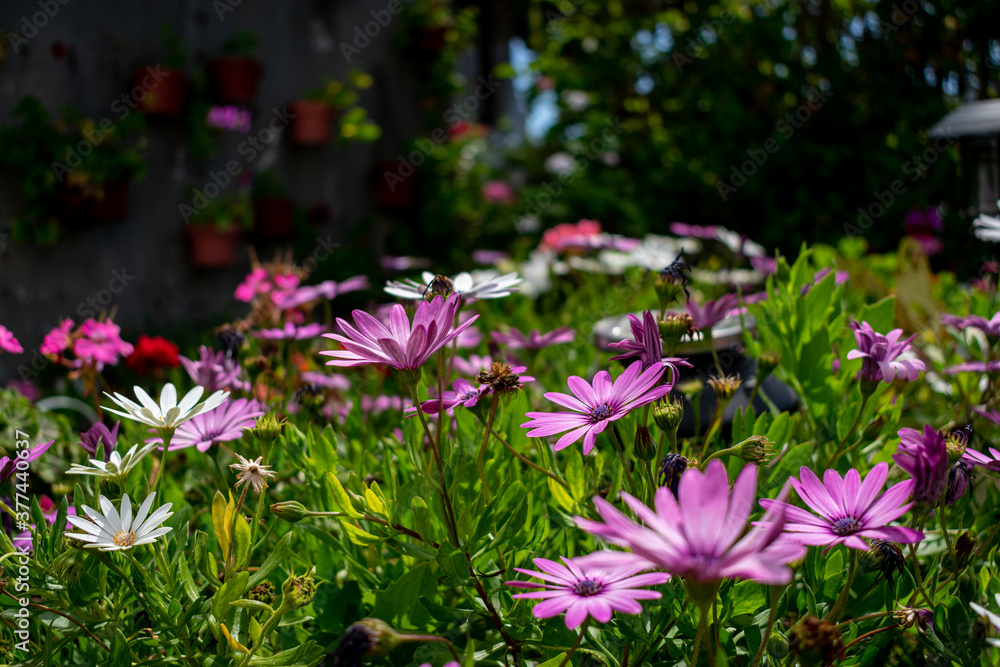pink flowers in the garden pink flowers in the garden