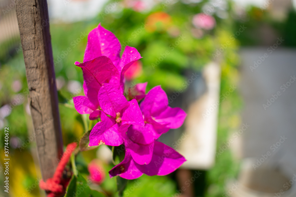 Obraz premium pink flowers on a wooden fence