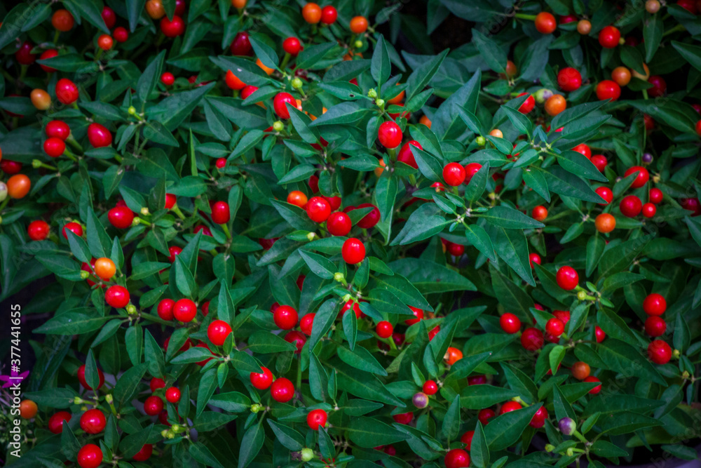 A lot of coral cherry on the green leaves A lot of coral cherry on the green leaves