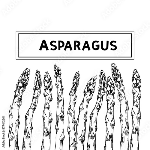 Hand drawn vector illustration of asparagus for diet, organic, vegetarian, green, package design.