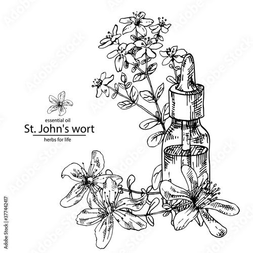 Hand drawn vector illustration of St. John's wort oil glass dropper bottle for cosmetics, medicine, treating, aromatherapy, package design healthcare.