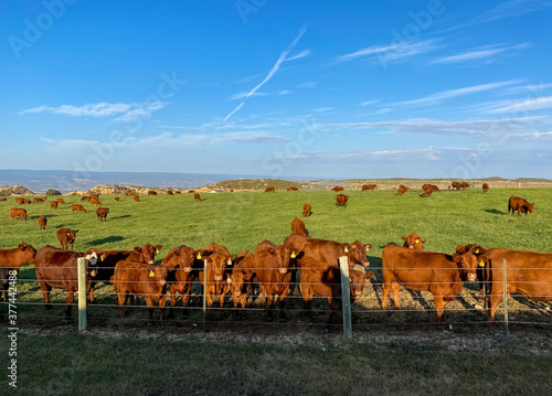 A vast cattle ranch with ear tagged cows