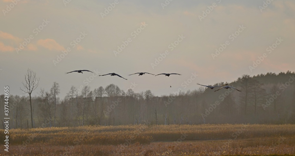 Obraz premium żurawie